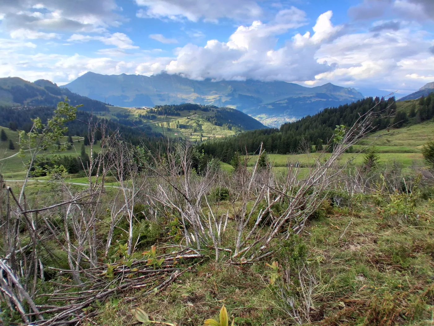 Aulnaie de l'Arpille après le passage des chèvres