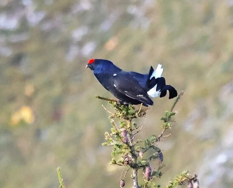 Tétras-lyre perché sur un sapin au Chamossaire